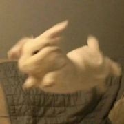 猴子养殖需要满足多方...