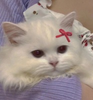 可爱猫咪头像超萌 超级可爱的猫咪头像(4)