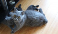 小奶猫满月暖炸了，一波英短小猫咪萌图留念