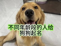 宠物命名趣谈 萌宠星计划