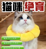 猫咪绝育后需要注意的事项(绝育后恢复期、饮食管理、行为变化等问题应该注意什么)