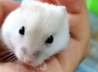 养仓鼠费钱还是养猫费钱
