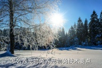 宠物兔子怎么养,怎么养宠物兔?注意事项:不能整天关笼喂食