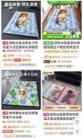 高温催热“它经济”：宠物消暑用品、寄养服务夏季热销