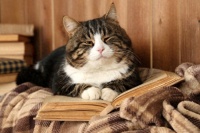 猫咪“超高龄期”全解析：变化、注意事项与爱的陪伴