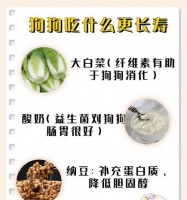 狗狗饮食指南（了解狗狗的饮食需求，提供营养丰富的食物）