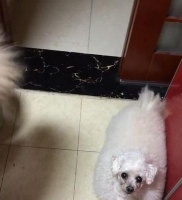 新手宠物养成指南（了解小狗成长需要，为宠物健康打造优质饮食）
