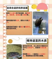 乌龟互动性研究（红耳龟的互动性探究及其重要性）