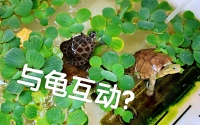 哪些龟适合培养互动性，哪些龟不适合培养互动性？