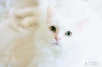 猫咪的秋冬食谱大揭秘：让小猫咪吃得暖和又健康！