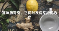 猫咪肠胃炎，它何时发病又如何治疗