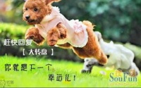 《新手养宠必看：100招宠物训练+趣味知识》