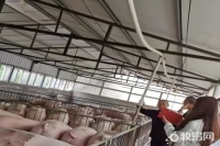 猪仔怎么养 养猪仔方法介绍
