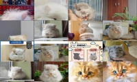 长毛金粉龙猫