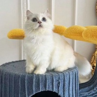 【Pet U 宠ta宠物生活馆】Pet U 宠ta宠物生活馆电话，Pet U 宠ta宠物生活馆地址