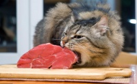 猫喂生肉每次多少（猫咪饮食指南）