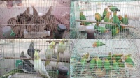 笼中鸟雀交易市场