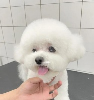 哪些狗狗需要造型（宠物美容的重要性和不同品种的美容需求）