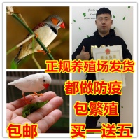 宠物鸟活体说话鸟手养鸟幼鸟爱情鸟活体观赏鸟珍珠鸟文鸟送运输笼 鹰潭