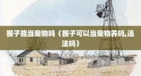 猴子能当宠物吗（猴子可以当宠物养吗,违法吗）
