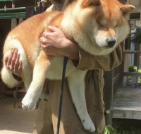 宠物狗怎么长胖最快（增肥食谱和健康增重方法）