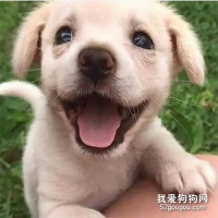 狗狗断奶后吃什么 饮食方面的注意事项