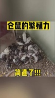 仓鼠的繁殖力，简直叹为观止！