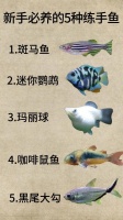 鱼可以怎么养（鱼吃什么水果）