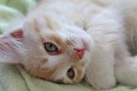 猫咪心理健康：如何判断焦虑并提升幸福感