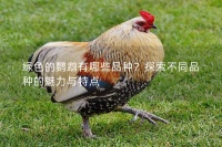绿色的鹦鹉有哪些品种？探索不同品种的魅力与特点
