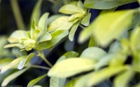 鱼缸苦草养殖技巧