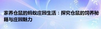 家养仓鼠的蚂蚁庄园生活：探究仓鼠的饲养秘籍与庄园魅力