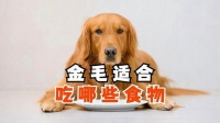 金毛犬健康饮食指南