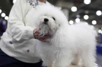 博洛尼亚犬的健康