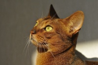 阿比西尼亚猫品种的可爱特征