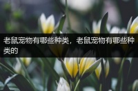老鼠宠物有哪些种类，老鼠宠物有哪些种类的