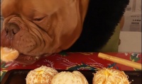 狗狗可以吃的水果及注意事项（狗狗适合食用的水果种类和糖分控制）