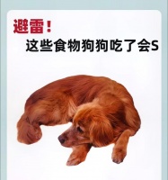 狗狗可以吃的5种水果及其好处（宠物狗也能享受水果的美味！了解这些水果，让你的狗狗更健康）