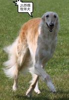 如何以低成本有效饲养大型犬？
