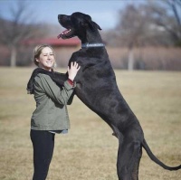 选择适合新手的大型犬品种（了解新手饲养大型犬所需的关键因素）