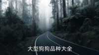 大型狗,养狗须知道的五件事