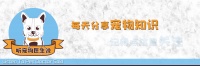 春节饲养狗狗指南——食物