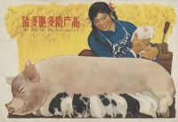中国养猪历史有多久，你了解吗？猪的前世今生之猪的驯化