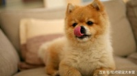 狗狗一天两餐？原来好处这么大，涨知识！