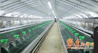 宁远：“兔经济”激活产业富民新动能