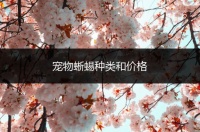 宠物蜥蜴种类和价格
