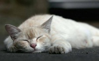 老年猫养护要点，宠物主人必看！