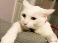​你给爱宠的罐头里是否含有这个危险成分？值得留意