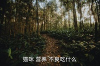 营养不良吃什么好,给猫咪补充营养有妙招!