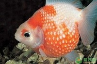 什么品种的金鱼好看又好养？